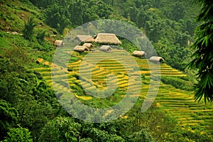 Rice Terraces and Cottage in Sapa, Vietnam