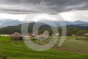 Rice terraces that are currently growing in Thailand