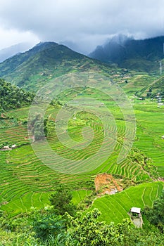 Rice terraces field in Rainning season