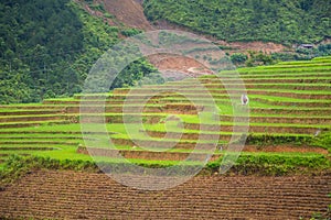 Rice terraces field in Rainning season at Tule