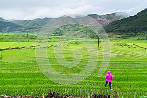 Rice terraces field in Rainning season at Tule