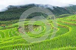 Rice terraces field in Rainning season at Tule