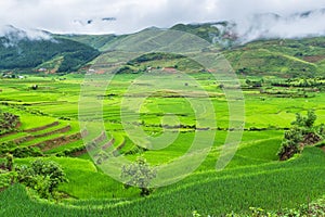 Rice terraces field in Rainning season at Tule