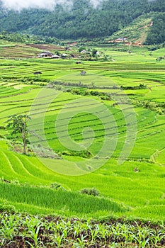 Rice terraces field in Rainning season at Tule