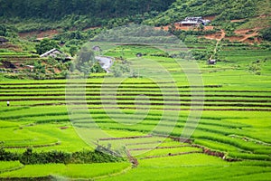 Rice terraces field in Rainning season at Tule