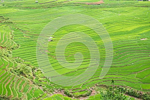 Rice terraces field in Rainning season at Tule