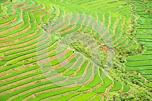 Rice terraces field in Rainning season at Tule