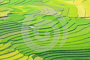 Rice terraces field in Rainning season at Tule ,Vietnam.