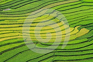 Rice terraces field in Rainning season at Tule ,Vietnam.