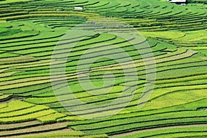 Rice terraces field in Rainning season at Tule ,Vietnam.