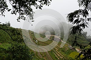 Rice terraces in foggy mountains