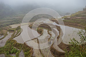 Rice Terraces On A Foggy Weather