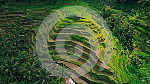 Rice terraces green field Tegallalang Bali Island Indonesia