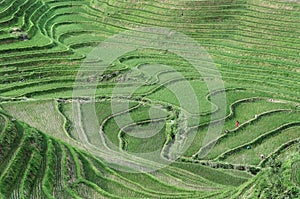 Rice Terraces, Guilin, China