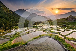 Rice Terraces in Japan