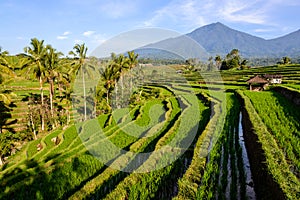 Rice terraces of Jatiluwih, Bali
