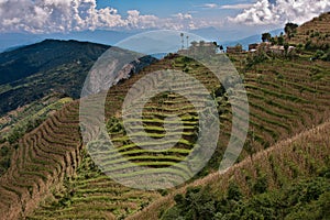 Rice terraces in Kathmandu Valley, Nepal