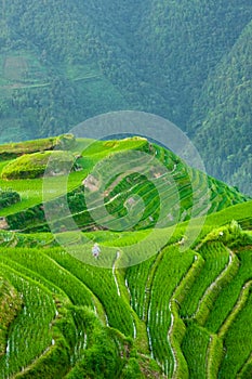 Rice terraces of longshen in china