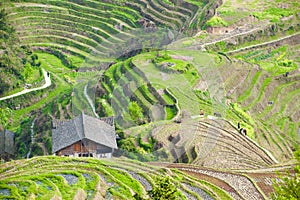 Rice terraces in Longsheng China. Workers with horses in agrarian fields. photo