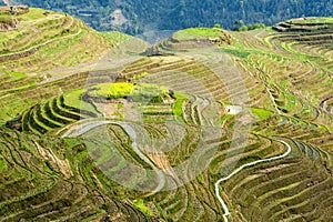 Rice terraces in Longsheng, China photo