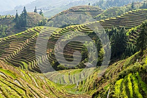 Rice terraces in Longsheng, China photo