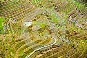 Rice terraces in Longsheng, China photo