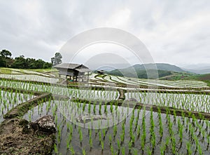 Rice terraces at mea jam chiangmai