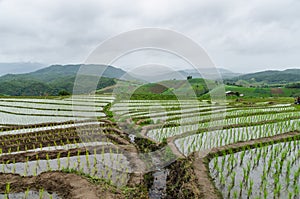 Rice terraces at mea jam chiangmai