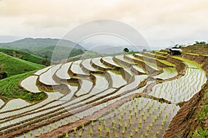 Rice terraces at mea jam chiangmai