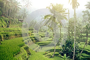 Rice terraces in the morning light near Tegallalang village, Ubud, Bali, Indonesia.