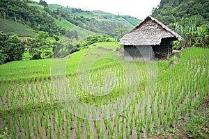 Rice Terraces Nearby A Black Hut