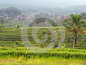 Rice terraces and palm trees in the north of Ubud city in Bali, Indonesia