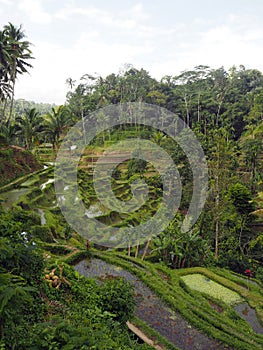 Rice terraces and palm trees in the north of Ubud city in Bali, Indonesia