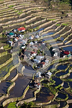 Rice Terraces, Philippine.