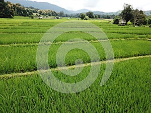 Rice Terraces of the Philippine Cordilleras. photo