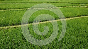 Rice Terraces of the Philippine Cordilleras photo