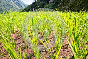 Rice terraces in the Philippines. The rice crops. Rice cultivation in the North of the Philippines, Batad, Banaue.