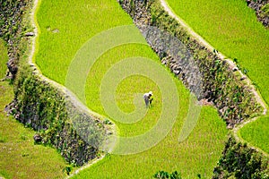 Rice terraces in the Philippines. Rice cultivation in the North