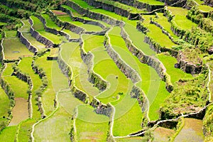 Rice terraces in the Philippines. Rice cultivation in the North