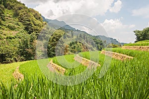 Rice Terraces in Sapa