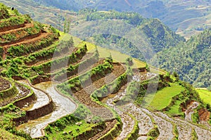 Rice Terraces of Sapa in Vietnam