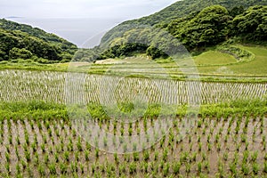 Rice terraces