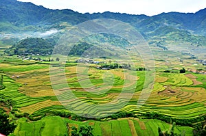 Rice terraces, the season ripe rice MuCangChai