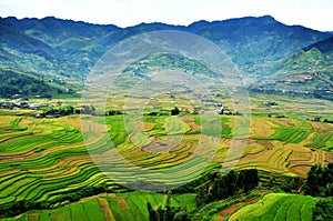 Rice terraces, the season ripe rice MuCangChai