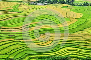 Rice terraces, the season ripe rice MuCangChai