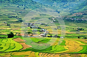 Rice terraces, the season ripe rice MuCangChai