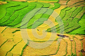 Rice terraces, the season ripe rice MuCangChai