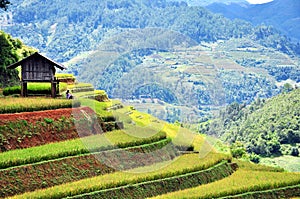 Rice terraces, the season ripe rice MuCangChai