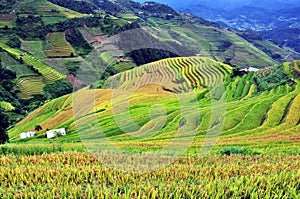 Rice terraces, the season ripe rice MuCangChai