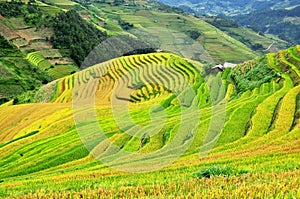 Rice terraces, the season ripe rice MuCangChai